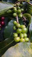 green ripe coffee berries