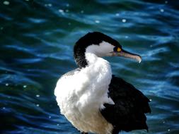 Bird New Zealand