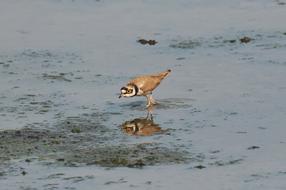 small bird running on water