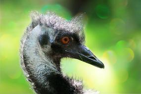 Emu Flightless Bird