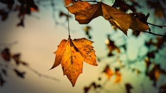 Sycamore Autumn Leaves