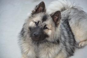 smiling cute dog