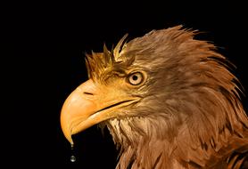 Eagle Volatile Animal