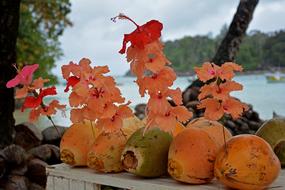 Coconuts Tropics Paradise