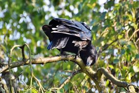 Raven Crow Bird Common