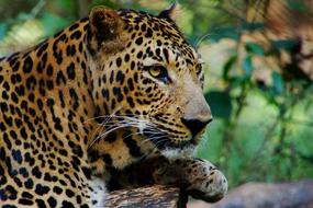 Wild Animal Leopard