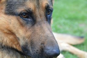 Shepherd German Shepperd Dog