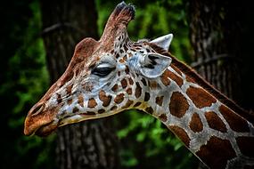 Close up of a giraffe face