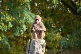 Monkey Sitting Zoo Animal