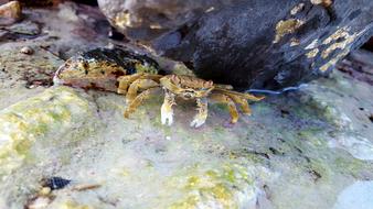 Crab Stones Sea