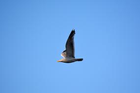 Seagull Bird Sky