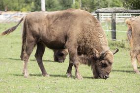 Bison Wildlife Park