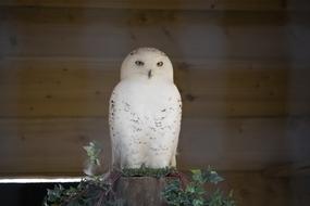 Snow Owl Wildlife Park Bird Of