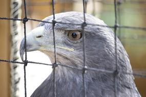 caged bird of prey