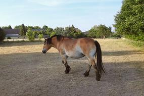Pasture Horse Cold Blooded Animals