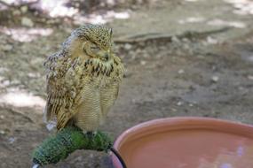 Buho Animal Bird Of Prey