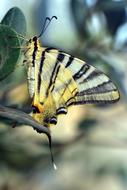 Dovetail Papilio Machaon Butterfly