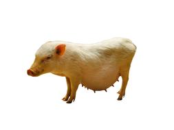 cute funny pig