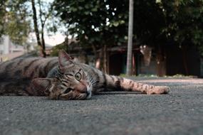 Cat Lay The