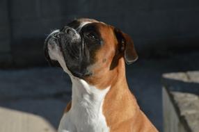 Boxer Dog Pet Royalty