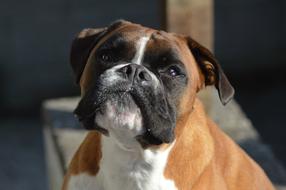 Boxer Dog Pet macro blur