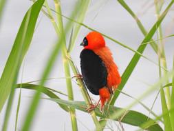 Red Bishop Wildlife Bird