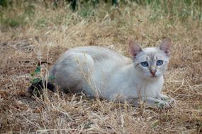 beautiful white cat with blue eyes