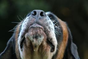 Dog Snout Sniff