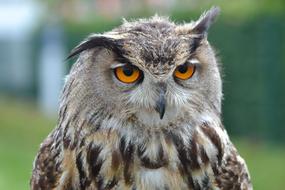 wild beautiful owl