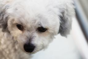curly white dog