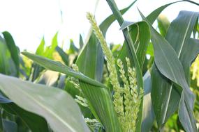 green corn in the field
