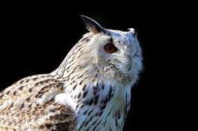 wild feathered owl