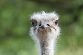 face of a frightened ostrich