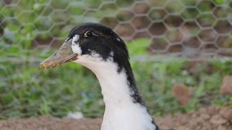Duck White