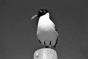 large seagull on a pole