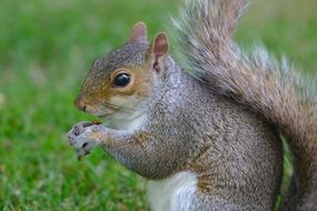 Squirrel Animal Rodent