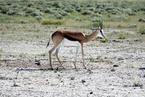 African antelope in the field