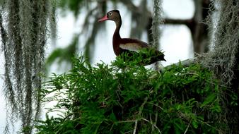 Bird Bayou Louisiana