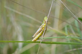 green cricket on the grass