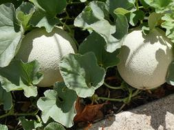 white fresh pumpkin in the garden