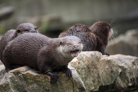 wild otter on a rock