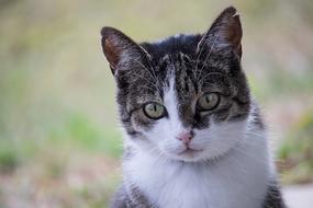 domestic kitty