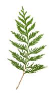 Clip-Art of Cedar leaves