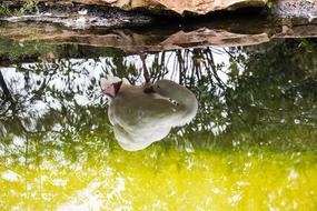 Coscoroba Swan Magpie by water
