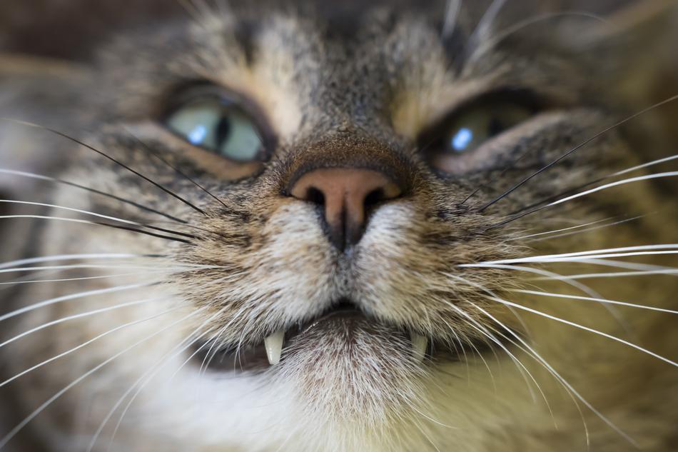 Cat Animal Animals