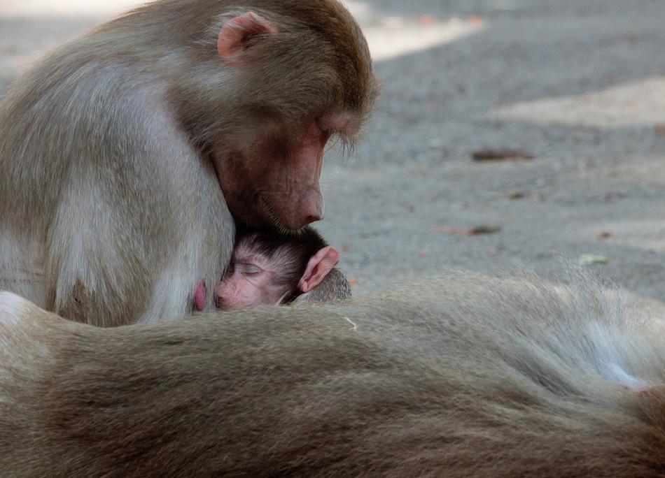 Monkey Primate couple in the zoo