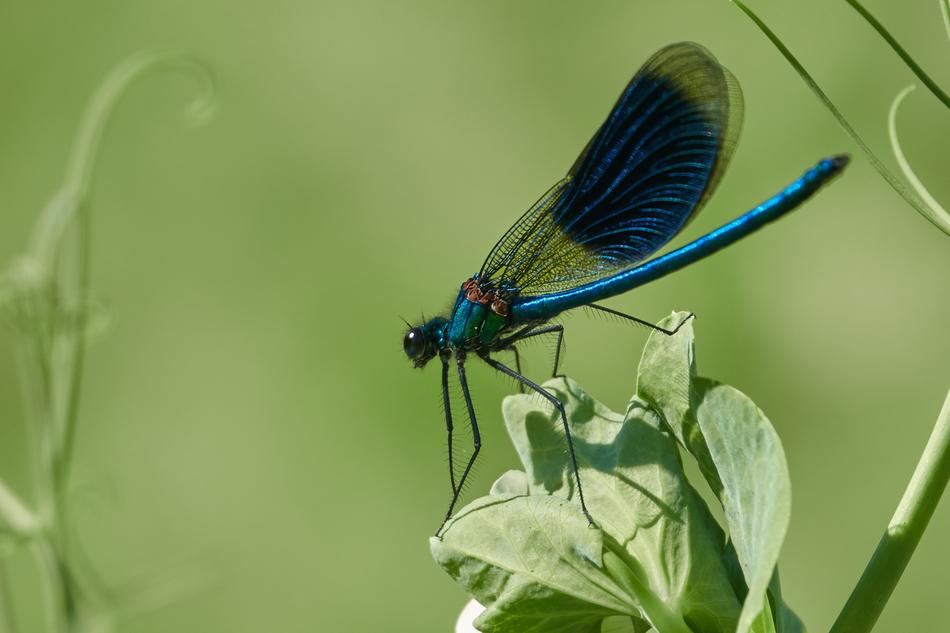 Dragonfly Grass Insect