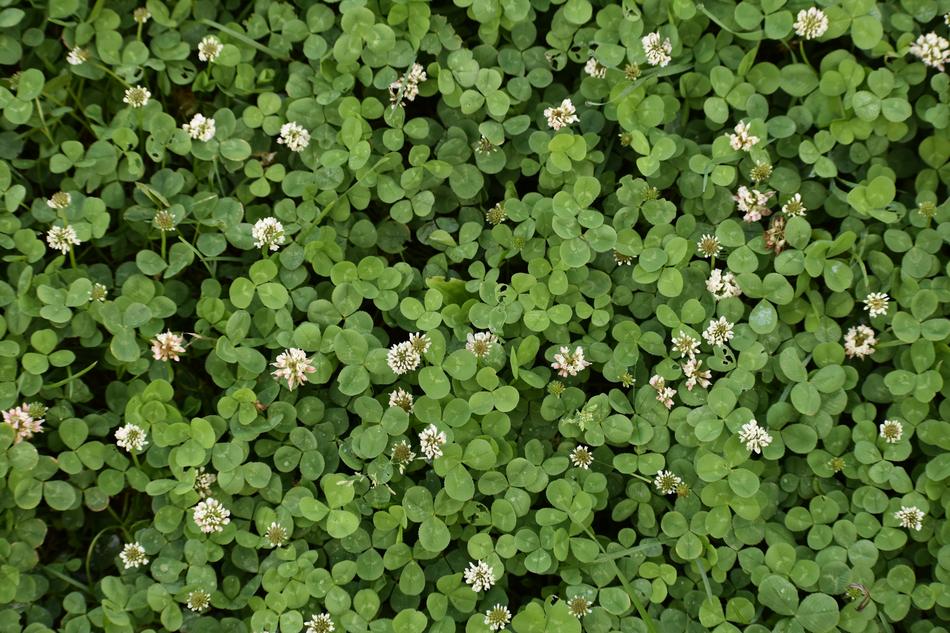 Background Green Clover