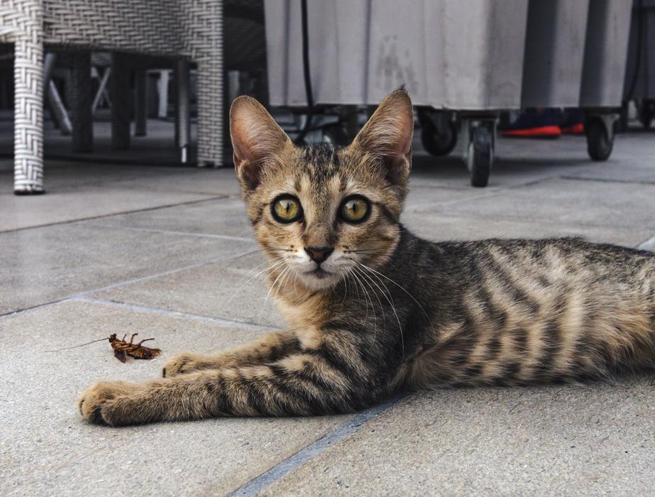 Cat Cockaroch Kitten