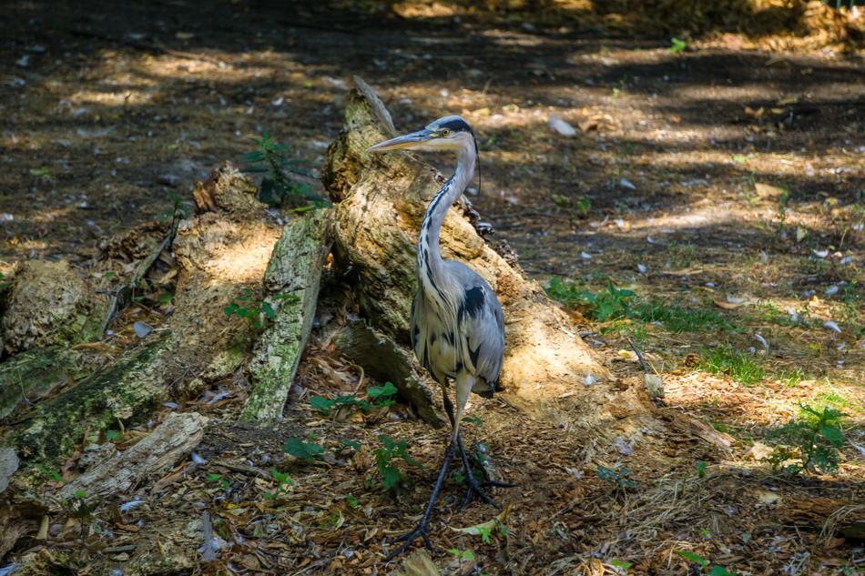 Crane Water Bird